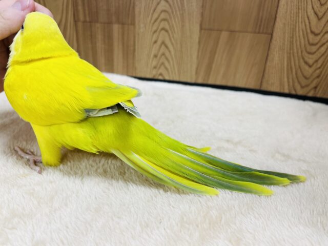 オキナインコ