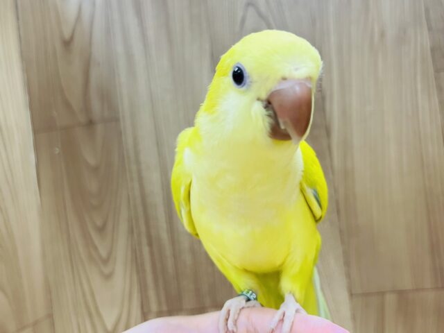 オキナインコ