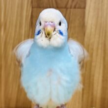 【最新画像更新🪄ひとり餌になりました！】夏にピッタリ✨️セキセイインコ(オパーリン) ヒナ