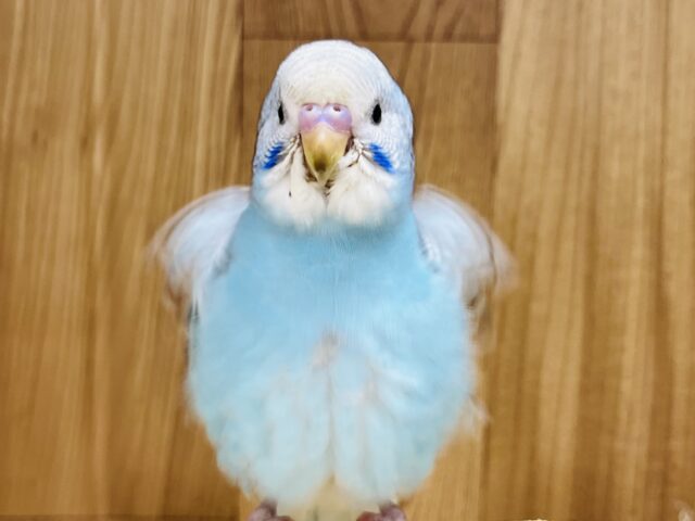 【最新画像更新🪄ひとり餌になりました！】夏にピッタリ✨️セキセイインコ(オパーリン) ヒナ