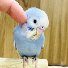 【最新画像更新🪄】涼しげブルー💙セキセイインコ(スパングル) ヒナ