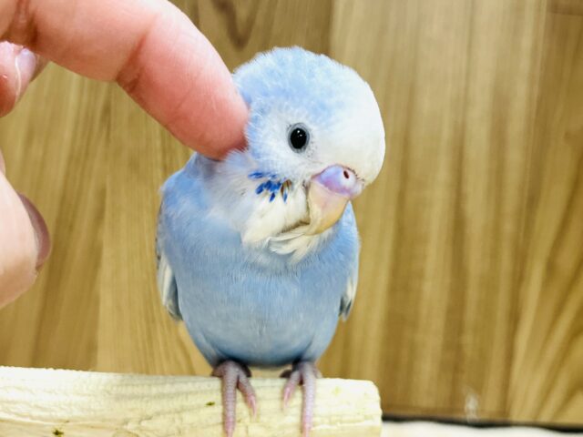 【最新画像更新🪄】涼しげブルー💙セキセイインコ(スパングル) ヒナ