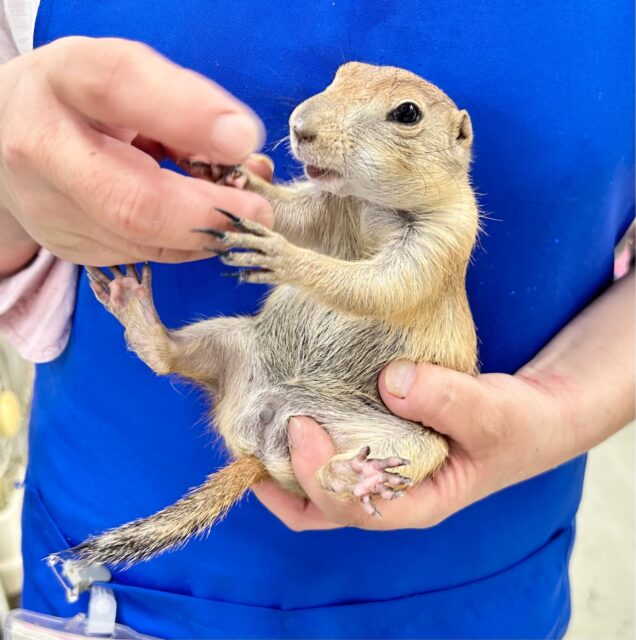 柏店限定‼️ジリスフェア💛 説明画像です