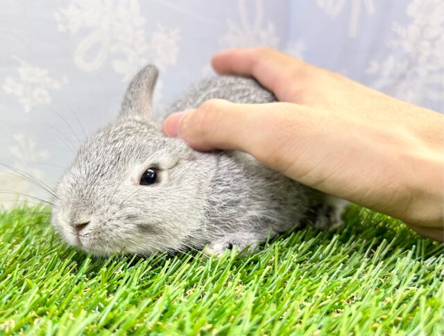 かわいい🤍ネザーランドドワーフ(グレー) 女の子 2023年7月生まれ ネザーランドドワーフ