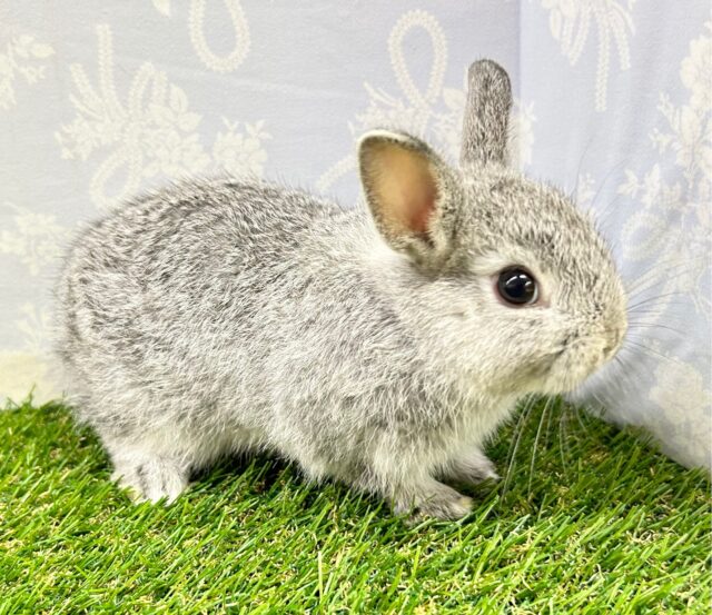 ネザーランドドワーフ