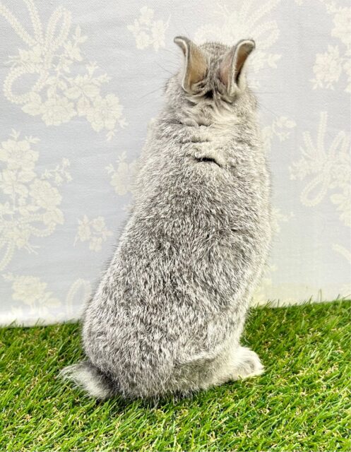 かわいい🤍ネザーランドドワーフ(グレー) 女の子 2023年7月生まれ ネザーランドドワーフ