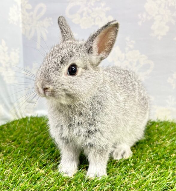 ネザーランドドワーフ