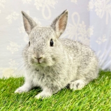 かわいい‎🤍ネザーランドドワーフ(グレー) 女の子 2023年7月生まれ