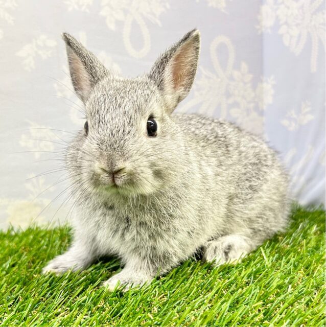 かわいい‎🤍ネザーランドドワーフ(グレー) 女の子 2023年7月生まれ