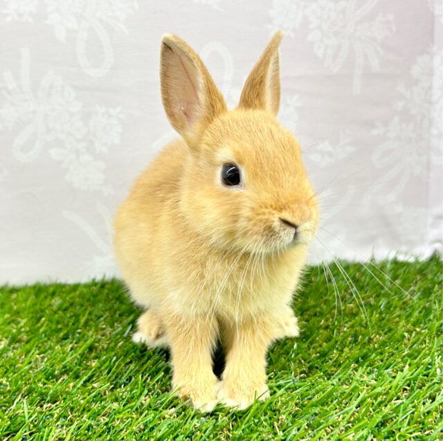 ネザーランドドワーフ