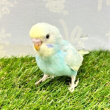 人気🩵セキセイインコ (パステルレインボー) 2023年7月生まれ