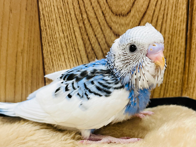 たくさん寝たら寝癖がついちゃった〜！セキセイインコ(パイド) ヒナ