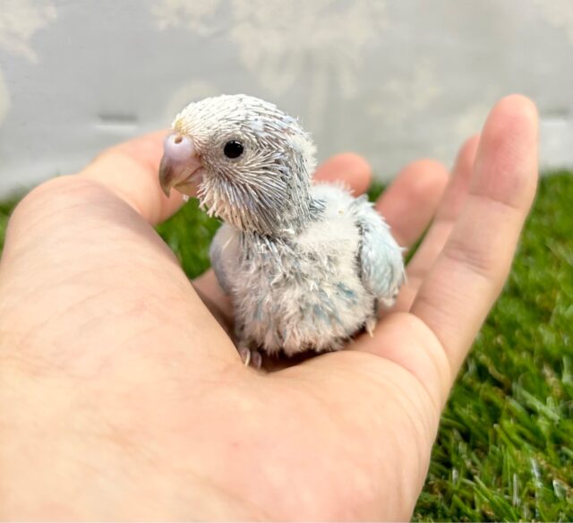 鮮やかでキレイ🩵セキセイインコ(ブルースパングル) 2023年7月生まれ セキセイインコ