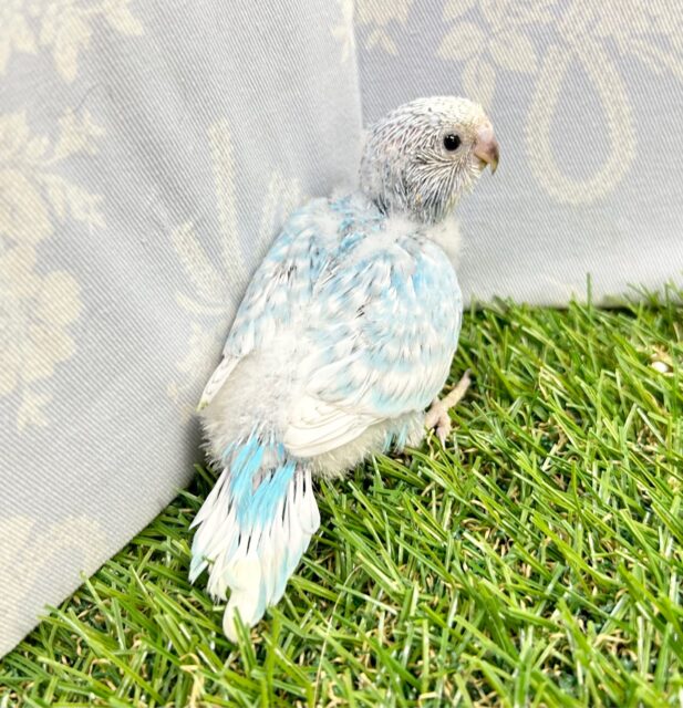 鮮やかでキレイ🩵セキセイインコ(ブルースパングル) 2023年7月生まれ セキセイインコ