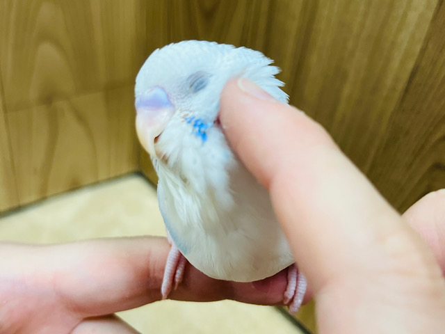 【最新画像更新🪄】正面からは雪だるま！？⛄️セキセイインコ(パイド) ヒナ