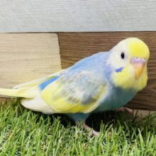 最新画像有り⭐️淡くて可愛らしいカラーが人気なコ！！セキセイインコのパステルレインボーパイド！