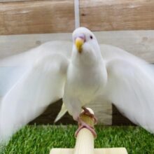 最新画像有り🤍真っ白ボディーに赤目が映える！！セキセイインコのアルビノ！