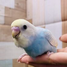 最新画像有り🩵優しいお色の可愛いコ♪セキセイインコのパステルレインボー！