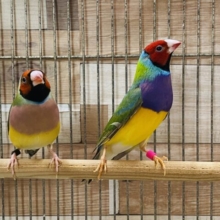 仲良しペア❤️鮮やかで目を引きますよ〜コキンチョウ（ノーマル）🌈