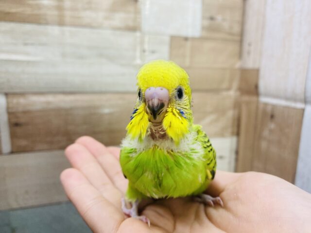 セキセイインコ