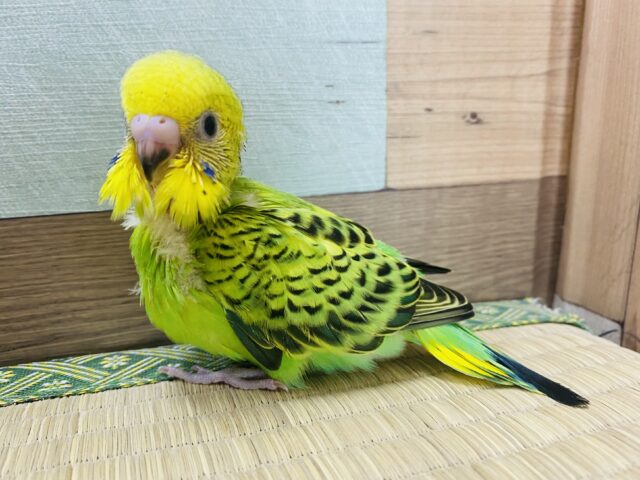 ザ・セキセイインコカラー💚💛ぽてっとした姿が可愛らしいセキセイインコオパーリン！