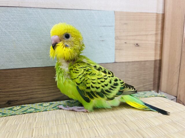 セキセイインコ