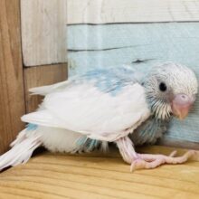 元気度No.1‼️やんちゃっ子になりそうなセキセイインコパイドカラー🩵