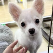 チワワじゃないよ🐾MIX犬の(ポメラニアン✖️チワワ)の男の子きました♪♪