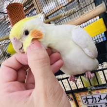 甘えん坊でした♡オカメインコルチノー☆
