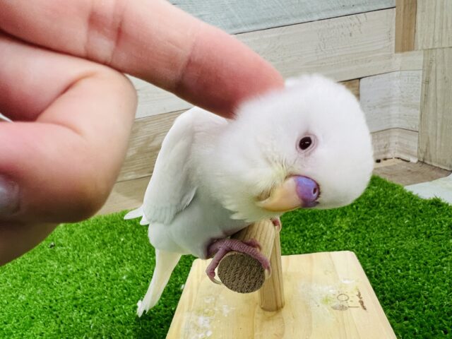 ぷっくり雪だるま？アルビノセキセイインコ☆