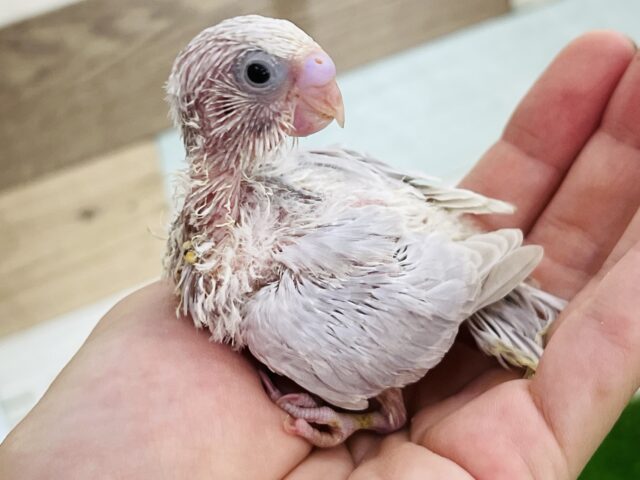 美しすぎる♡淡くてキレイなライラックセキセイインコ☆