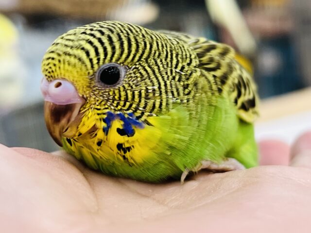 これぞセキセイインコ！並セキセイインコの雛入舎です！