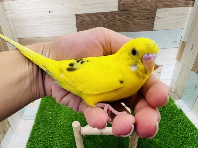 セキセイインコ