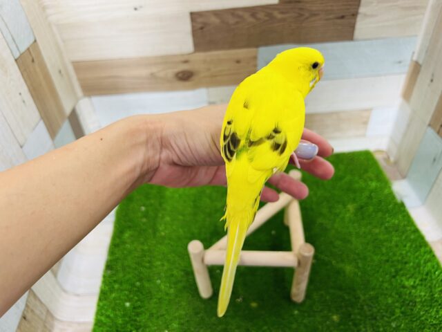 セキセイインコ