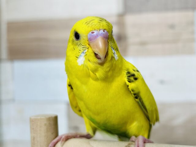 慣れ度上昇中⤴︎セキセイインコ（ハルクイン）