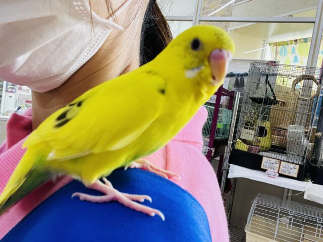 セキセイインコ