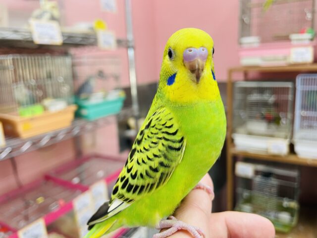 セキセイインコ