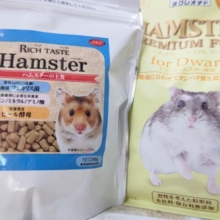 個性溢れる🌟 ハムスターフェア～🎉