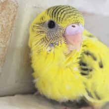 しましま虎さん～🐯 セキセイインコ(ハルクイン)