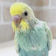 色合いたまらない～🌈 セキセイインコ(パステルレインボー)
