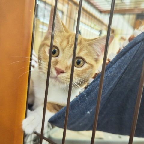 スコティッシュフォールド