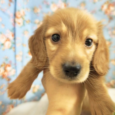 ミニチュアダックス