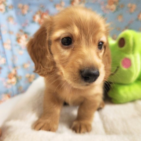 ミニチュアダックス