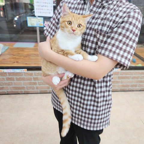 スコティッシュフォールド