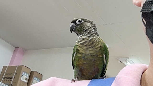 ホオミドリウロコインコ