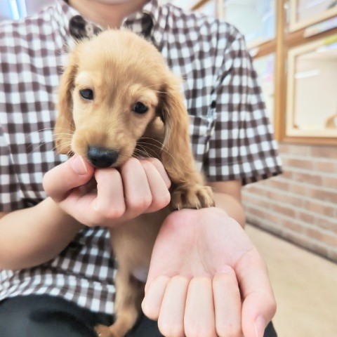 ミニチュアダックス