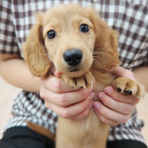 ミニチュアダックス