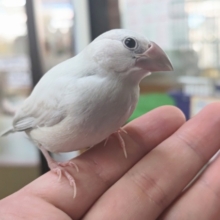 最新画像あり！ ギラギラっと輝く～✨ シルバー文鳥