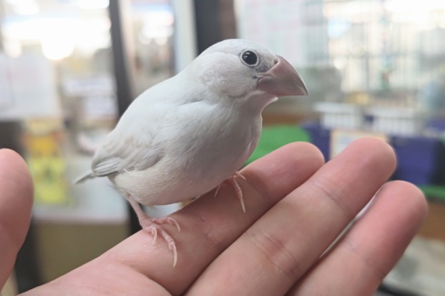 最新画像あり！ ギラギラっと輝く～✨ シルバー文鳥