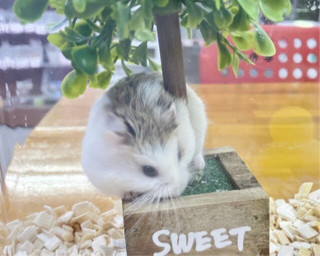 ロボロフスキーハムスター